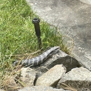 Tiliqua scincoides scincoides at QPRC LGA - suppressed