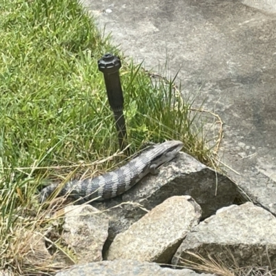 Tiliqua scincoides scincoides (Eastern Blue-tongue) at QPRC LGA - 20 Nov 2023 by Anitra