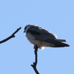 Elanus axillaris at Goorooyarroo NR (ACT) - 27 Jul 2023