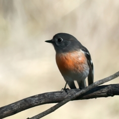 Petroica boodang (Scarlet Robin) at Goorooyarroo NR (ACT) - 27 Jul 2023 by jb2602