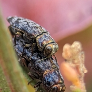 Diphucrania sp. (genus) at Holder Wetlands - 20 Nov 2023