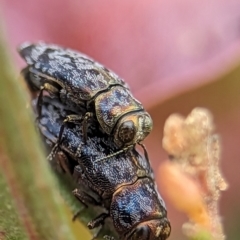 Diphucrania sp. (genus) (Jewel Beetle) at Holder Wetlands - 20 Nov 2023 by Miranda