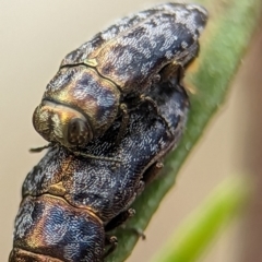 Diphucrania sp. (genus) at Holder Wetlands - 20 Nov 2023