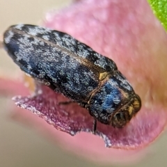 Diphucrania sp. (genus) at Holder Wetlands - 20 Nov 2023