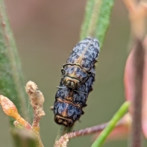 Diphucrania sp. (genus) at Holder Wetlands - 20 Nov 2023