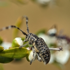 Ancita marginicollis (A longhorn beetle) at Holder Wetlands - 20 Nov 2023 by Miranda