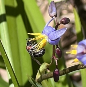 Lasioglossum (Callalictus) callomelittinum at ANBG - 19 Nov 2023