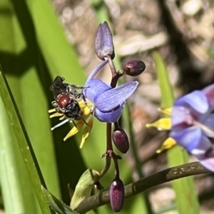 Lasioglossum (Callalictus) callomelittinum at ANBG - 19 Nov 2023