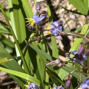 Lasioglossum (Callalictus) callomelittinum at ANBG - 19 Nov 2023