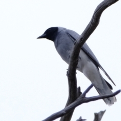 Coracina novaehollandiae (Black-faced Cuckooshrike) at Denman Prospect, ACT - 20 Nov 2023 by Kurt