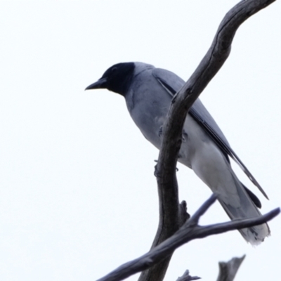 Coracina novaehollandiae (Black-faced Cuckooshrike) at Piney Ridge - 20 Nov 2023 by Kurt