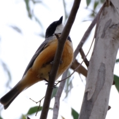 Pachycephala rufiventris (Rufous Whistler) at Block 402 - 20 Nov 2023 by Kurt