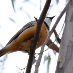 Pachycephala rufiventris at Bluetts Block (402, 403, 12, 11) - 20 Nov 2023 11:16 AM