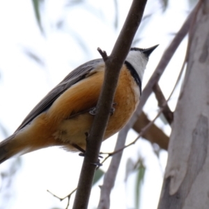 Pachycephala rufiventris at Bluetts Block (402, 403, 12, 11) - 20 Nov 2023 11:16 AM