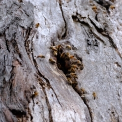Apis mellifera (European honey bee) at Piney Ridge - 20 Nov 2023 by Kurt