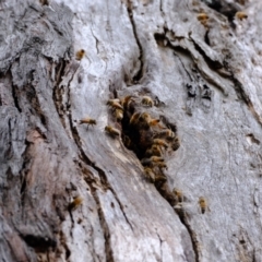 Apis mellifera (European honey bee) at Block 402 - 20 Nov 2023 by Kurt