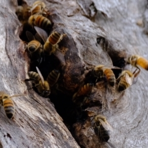 Apis mellifera at Bluetts Block (402, 403, 12, 11) - 20 Nov 2023