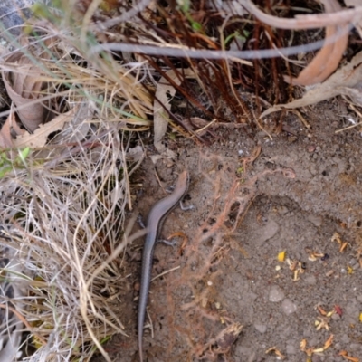 Lampropholis delicata (Delicate Skink) at Stromlo, ACT - 19 Nov 2023 by Kurt