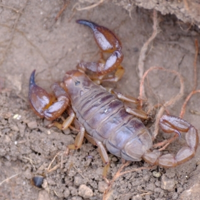 Urodacus manicatus (Black Rock Scorpion) at Piney Ridge - 19 Nov 2023 by Kurt