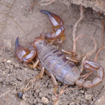 Urodacus manicatus (Black Rock Scorpion) at Block 402 - 20 Nov 2023 by Kurt