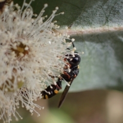 Williamsita sp. (genus) at Murrumbateman, NSW - 16 Nov 2023 by SimoneC