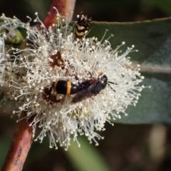 Williamsita sp. (genus) at Murrumbateman, NSW - 16 Nov 2023