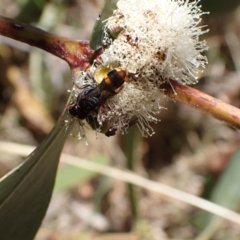 Williamsita sp. (genus) at Murrumbateman, NSW - 16 Nov 2023