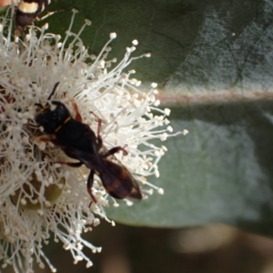 Williamsita sp. (genus) at Murrumbateman, NSW - 16 Nov 2023 01:48 PM