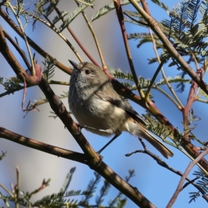 Acanthiza pusilla at Goorooyarroo NR (ACT) - 27 Jul 2023