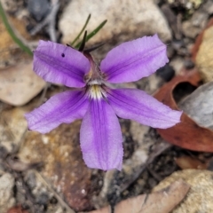 Scaevola ramosissima (Hairy Fan-flower) at Hill Top, NSW - 20 Nov 2023 by trevorpreston