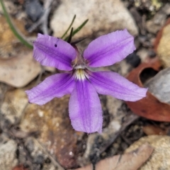 Scaevola ramosissima at Hill Top - 20 Nov 2023