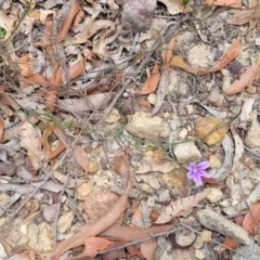 Scaevola ramosissima at Hill Top - 20 Nov 2023