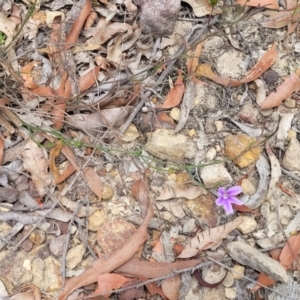 Scaevola ramosissima at Hill Top - 20 Nov 2023