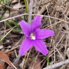 Scaevola ramosissima (Hairy Fan-flower) at Wingecarribee Local Government Area - 20 Nov 2023 by trevorpreston