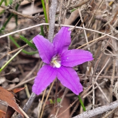 Scaevola ramosissima (Hairy Fan-flower) at Hill Top, NSW - 20 Nov 2023 by trevorpreston