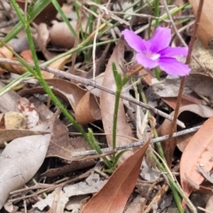 Scaevola ramosissima at Hill Top - 20 Nov 2023