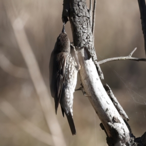 Cormobates leucophaea at Goorooyarroo NR (ACT) - 27 Jul 2023