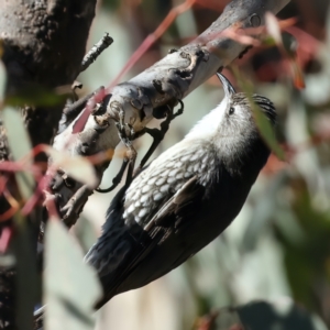 Cormobates leucophaea at Goorooyarroo NR (ACT) - 27 Jul 2023 01:35 PM