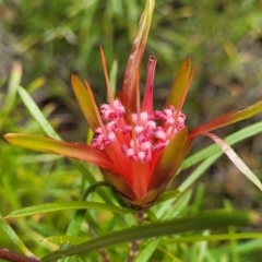 Lambertia formosa (Mountain Devil) at Bargo River State Conservation Area - 20 Nov 2023 by trevorpreston