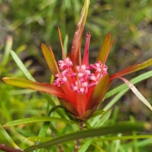 Lambertia formosa at Hill Top - 20 Nov 2023