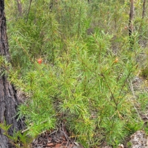 Lambertia formosa at Hill Top - 20 Nov 2023