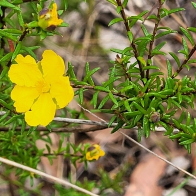 Hibbertia rufa at Hill Top - 20 Nov 2023 by trevorpreston