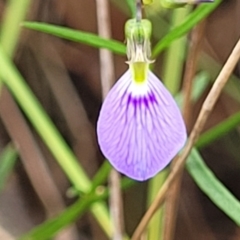 Hybanthus monopetalus (Slender Violet) at Bargo River State Conservation Area - 20 Nov 2023 by trevorpreston