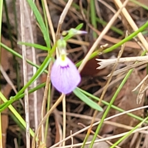 Hybanthus monopetalus at Hill Top - 20 Nov 2023