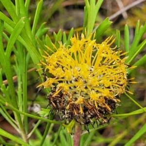 Isopogon anemonifolius at Wingecarribee Local Government Area - suppressed