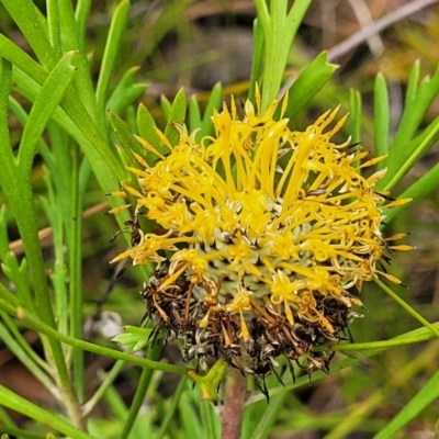 Isopogon anemonifolius (Common Drumsticks) at Bargo River State Conservation Area - 20 Nov 2023 by trevorpreston