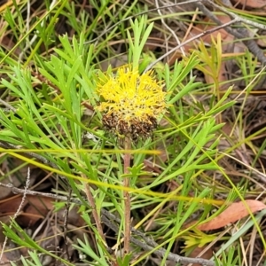 Isopogon anemonifolius at Wingecarribee Local Government Area - suppressed