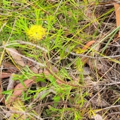 Isopogon anemonifolius at Wingecarribee Local Government Area - suppressed