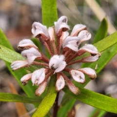 Grevillea sphacelata (Grey Spider Flower) at Bargo River State Conservation Area - 20 Nov 2023 by trevorpreston