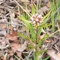 Grevillea sphacelata at Hill Top - 20 Nov 2023 12:39 PM